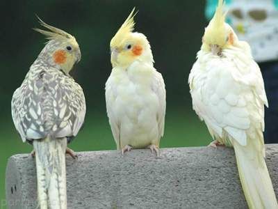 بهترین راهنمای خرید پرنده های خانگی
