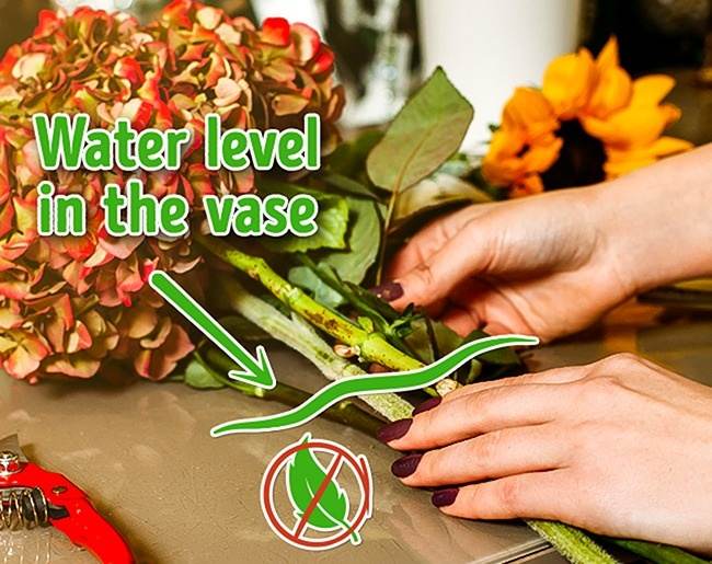 روش های کاربردی برای تازه نگه داشتن گل ها