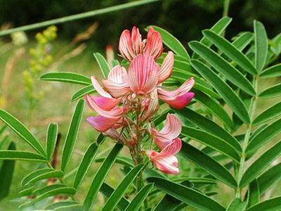 خواص مفید گیاه دارویی اسپرس برای سلامتی