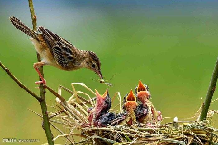 عکس های خبری جنجالی هفته را ببینید (121)