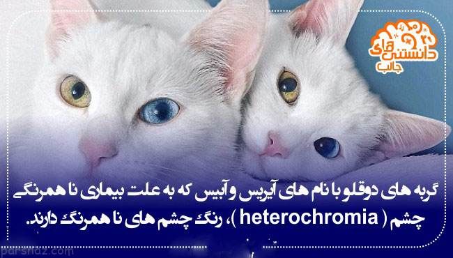 دانستنی ها و اطلاعات جالب از همه جا