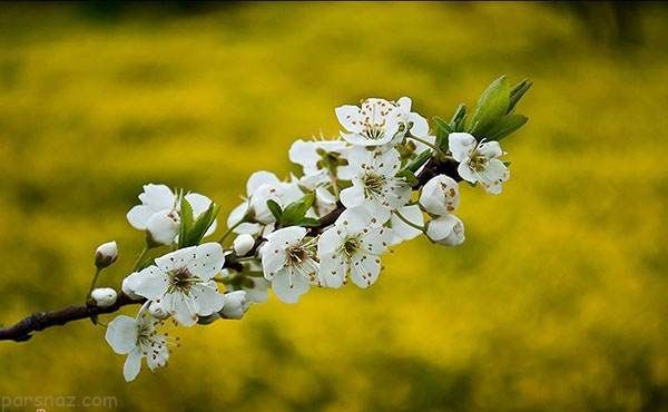 عکس های زیبا و دیدنی از فصل بهار در مازندران