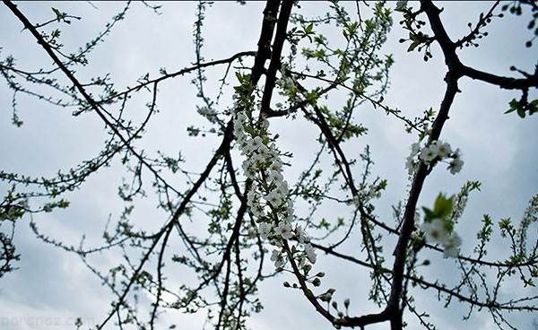 عکس های زیبا و دیدنی از فصل بهار در مازندران