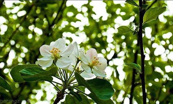 عکس های زیبا و دیدنی از فصل بهار در مازندران