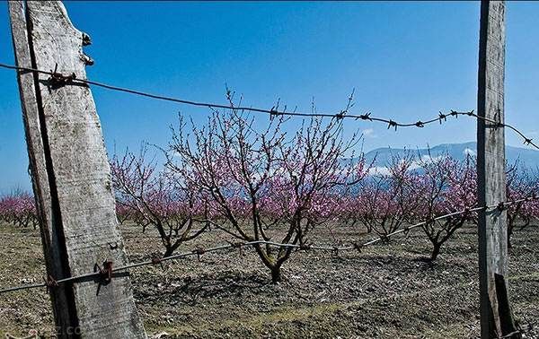 عکس های زیبا و دیدنی از فصل بهار در مازندران