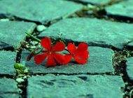 جمله های ناب و تاثیرگذار درباره زندگی زیبا