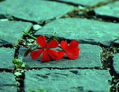 جمله های ناب و تاثیرگذار درباره زندگی زیبا