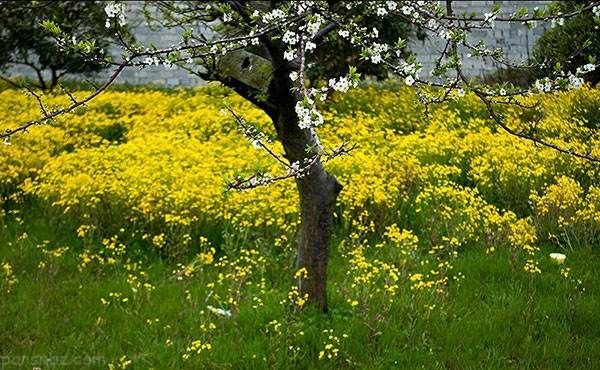عکس های زیبا و دیدنی از فصل بهار در مازندران