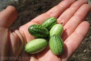 گران ترین میوه های عجیب و غریب جهان را بشناسید