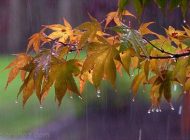 اشعار زیبا و خواندنی سعید بیابانکی