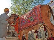 مرد هندی که از مدفوع و ادرار گاو تغذیه می کند