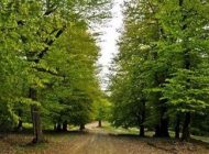 بهترین جاذبه های گردشگری ایران در پاییز