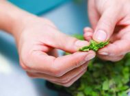 روش تهیه چای نعناع و ذکر خواص مفید آن