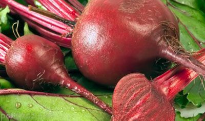 معرفی خواص مفید و مضر گیاه چغندر