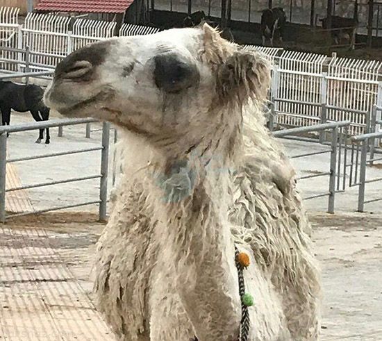 عکس های خفن طنز از سوژه های داغ (276)
