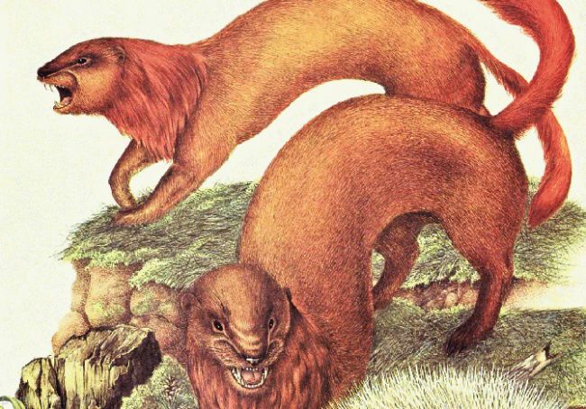 عجیب ترین گونه های جانوری که در آینده بوجود می آیند
