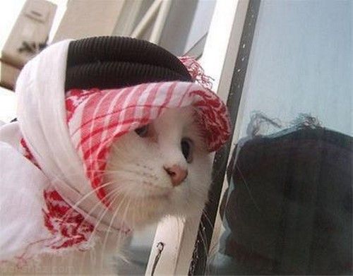 عکس های آخر خنده و سوژه های داغ روز (282)