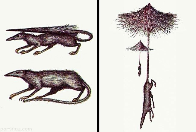 عجیب ترین گونه های جانوری که در آینده بوجود می آیند