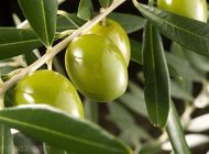 تاثیر روغن زیتون در عملکرد مغز و اعصاب