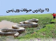بزرگترین حیوانات زنده کره زمین به همراه مقایسه با جثه انسان