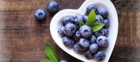 معرفی بلوبری و خواص این میوه لاکچری و خوش طعم