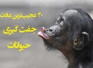چگونگی جفت گیری حیوانات | عادت های عجیب حیوانات در جفت گیری