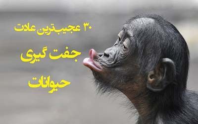 چگونگی جفت گیری حیوانات | عادت های عجیب حیوانات در جفت گیری