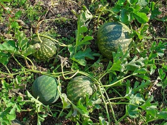 دانستنی های جالبی درباره هندوانه + روش تشخیص هندوانه رسیده