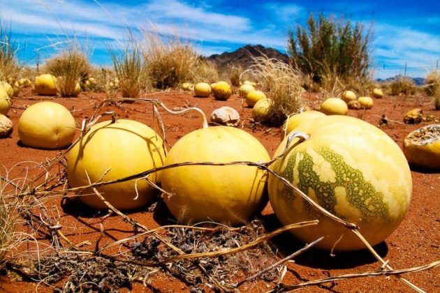 دانستنی های جالبی درباره هندوانه + روش تشخیص هندوانه رسیده