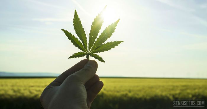 تاثیرات ماده مخدر گل بر روی بدن + دانستنی درباره گل (ماری جوانا)