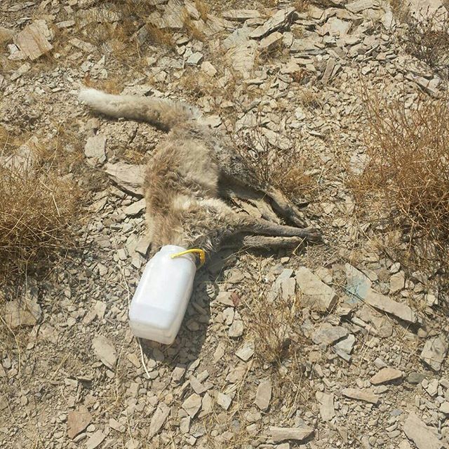 بیوگرافی اردشیر احمدی مجری و کارگردان معروف و همسرش +عکس های اردشیر احمدی