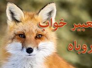 تعبیر خواب روباه | دیدن روباه در خواب چه معنایی دارد؟