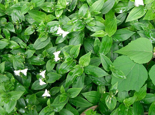 بهترین غذاها برای سرماخوردگی + بهترین آبمیوه ها برای سرماخوردگی