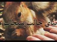 دانستنی های جالبی درباره سنجاب ها + معرفی کوچکترین پستانداران