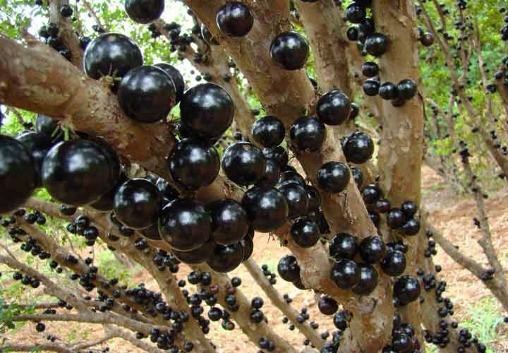 معرفی مفیدترین میوه های جهان + عجیب ترین میوه های جهان