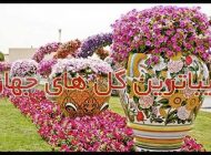 معرفی زیباترین گل های جهان + شخصیت شناسی گل مورد علاقه