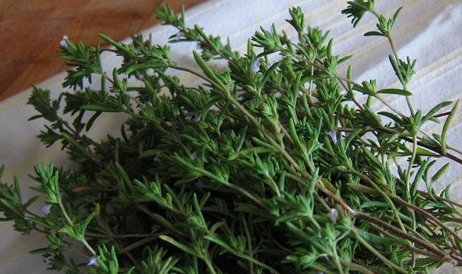 کاشت سبزی خوردن در گلدان | کدام سبزی ها بهتراند + روش کاشت