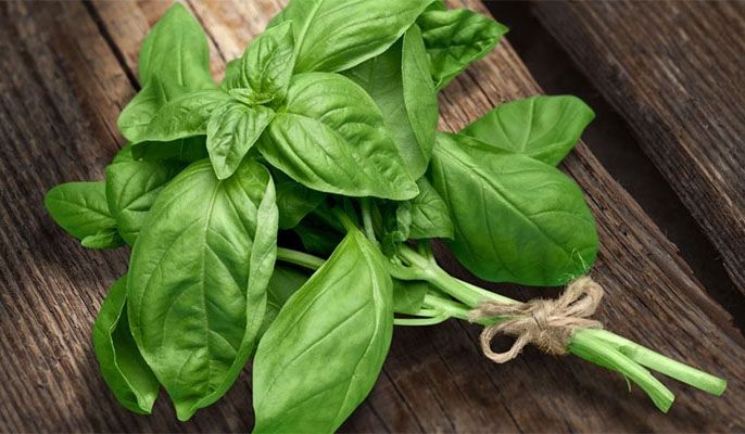 کاشت سبزی خوردن در گلدان | کدام سبزی ها بهتراند + روش کاشت