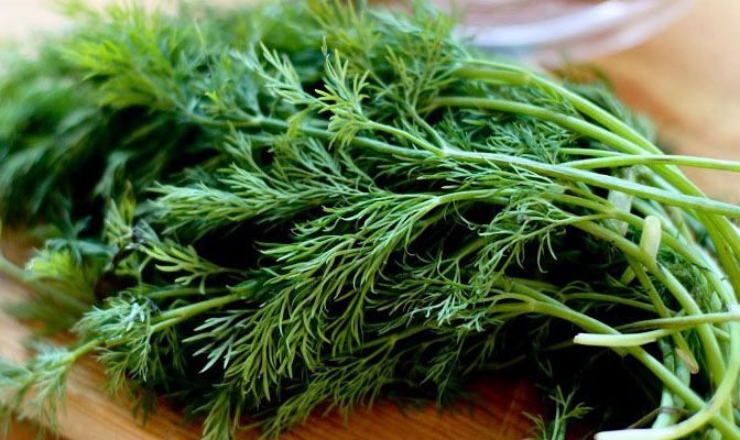 کاشت سبزی خوردن در گلدان | کدام سبزی ها بهتراند + روش کاشت