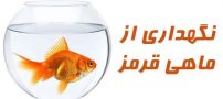 نگهداری از ماهی قرمز عید | شرایط نگهداری و معرفی غذاهای ماهی قرمز