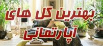 بهترین گل های آپارتمانی با نگهداری ساده | از فیکوس تا آلوئه ورا