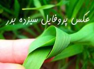 عکس پروفایل سیزده بدر ۱۴۰۳ + متن های سیزده بدر و روز طبیعت 1403