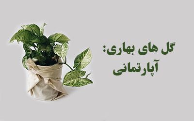 زیباترین گل های بهاری آپارتمانی + نکات نگهداری و پرورش گل و گیاه
