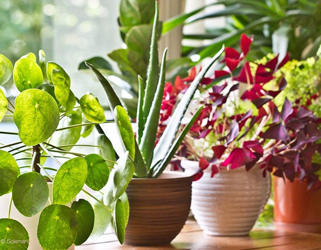 زیباترین گل های بهاری آپارتمانی + نکات نگهداری و پرورش گل و گیاه