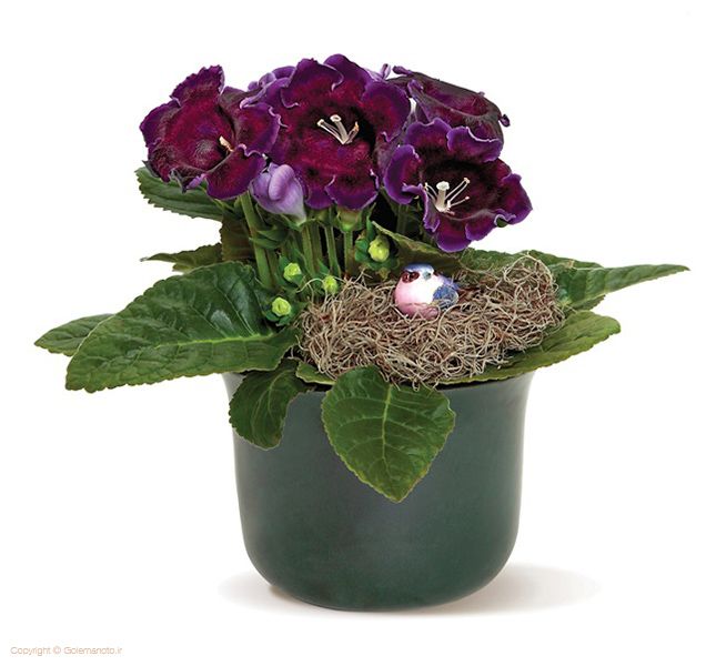 زیباترین گل های بهاری آپارتمانی + نکات نگهداری و پرورش گل و گیاه