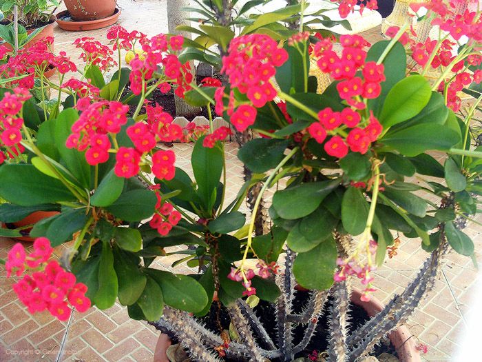 زیباترین گل های بهاری آپارتمانی + نکات نگهداری و پرورش گل و گیاه