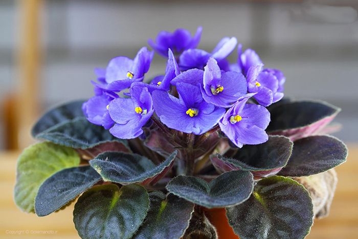 زیباترین گل های بهاری آپارتمانی + نکات نگهداری و پرورش گل و گیاه