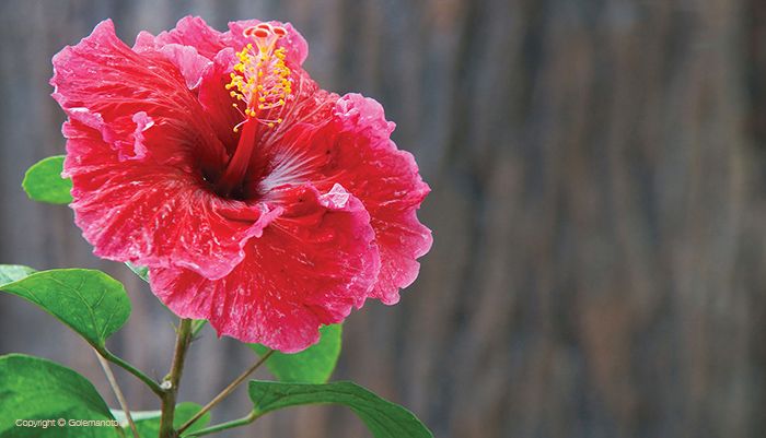 زیباترین گل های بهاری آپارتمانی + نکات نگهداری و پرورش گل و گیاه