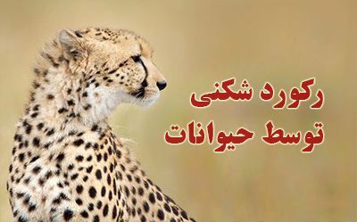 رکورد شکنی حیوانات | از سرعت یوزپلنگ تا قدرت سوسک کرگدنی