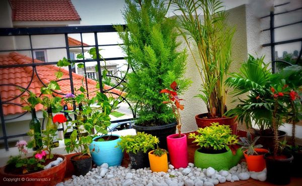 زیباترین گل های بهاری آپارتمانی + نکات نگهداری و پرورش گل و گیاه